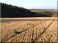 Seccombe Wood across a stubble field