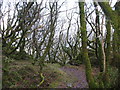 The upper edge of Coed Dinorwig