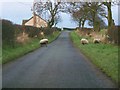 Sheep on the road at Fernieshaw