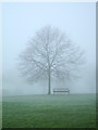 Misty Tree on Horfield Common