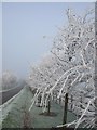 Frosty Avenue, Upper Wingbury