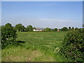 The field between Cross Lane and Hollow Lane