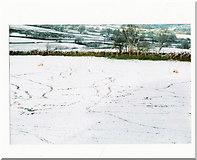 SH8450 : Sheep Tracks in the Snow. by John Poyser