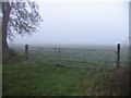 Very misty field!