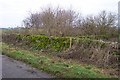 Overgrown reservoir