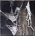 SP8822 : Hoar-frosted cobwebs, The lychgate, Wing by Rob Farrow