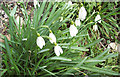 Snowdrops