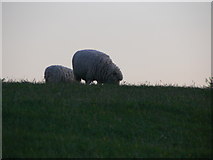 SU1576 : Sheep near Barbury Castle by Brian Robert Marshall