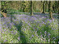 Bluebells in Tupton Wood