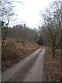 Track to Crooked Withies Farm on Holt Heath