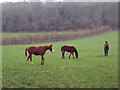 Young Bloodstock