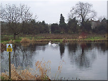 SU0625 : Swans on Fishing Lake by Maigheach-gheal