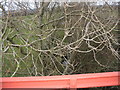 The overgrown trackbed of the Dinorwig Quarry railway viewed from the deck of Pont Charlie