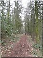 Footpath Through Britton Wood