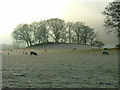 Grazing on Frosty Ground