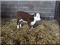 Hereford bull calf