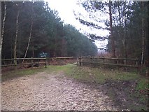 SU8329 : Hatch Firs, Sussex Border Path nr Liphook by Keith Rose