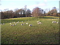 Sheep grazing in the Wye Valley