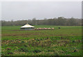 Pigs at Roke Farm, nr Romsey