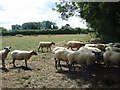 footpath north of Bablock Hythe, Oxfordshire