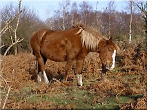 SU2900 : Scratching pony on Setley Plain, New Forest by Jim Champion