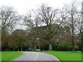 Stand of trees, Kingsdown Crematorium