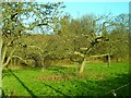 Orchard by the railway line