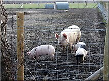 TQ9963 : Sow and piglets on Luddenham Court Farm by Penny Mayes
