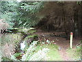 Waymarked forest path alongside the youthful Afon Cegin