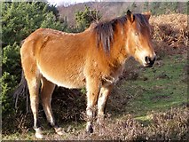 SZ2599 : New Forest pony, Wilverley Walk by Jim Champion