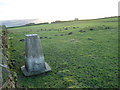 Haydon Fell trig