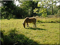 SK3965 : Brassington Lane (Bracken The Pony) by Alan Heardman