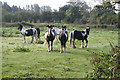 Old Meadows, near Bushy Common