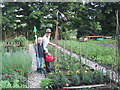 Allotments in Wootton by Woodstock