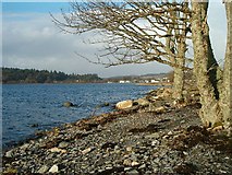 NR8686 : Shore of Loch Gilp by Patrick Mackie