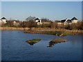 London Wetland Centre and housing