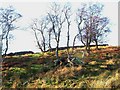 Trees in field near Woodhead