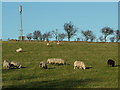 Sheep Grazing near Kingswells