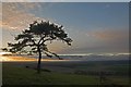 SU0317 : Pine tree on Pentridge Hill at sun-set  2 by Simon Barnes