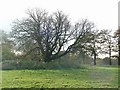 Oak tree, Haslam Park