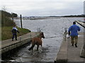 Horsey Swimming Lessons