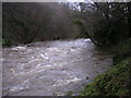 River Teifi in full spate