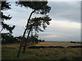 Copse on Little Hanging Ridge