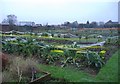 Allotments on Foxley Road