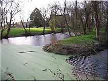TR3058 : Pond near Goss Hall. by Nick Smith