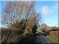 Coppiced trees at Blunsdon