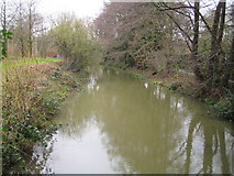 TQ1630 : River Arun in Horsham by Nigel Cox