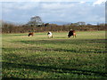 Grazing cattle west of Spittal