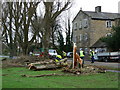 A poplar meets its end