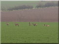 Roe deer on arable land